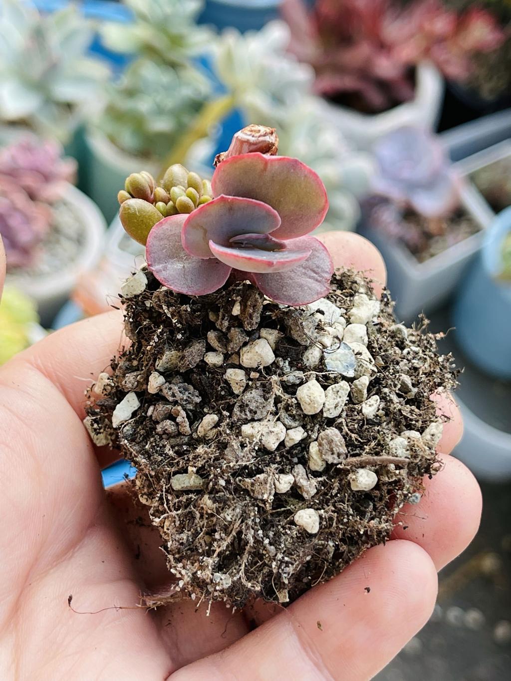 Succulent Echeveria Bittersweet small rosette with root close-up