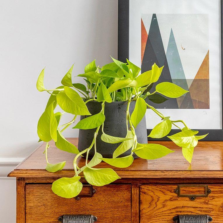 Complete guide to pothos care | Patch
