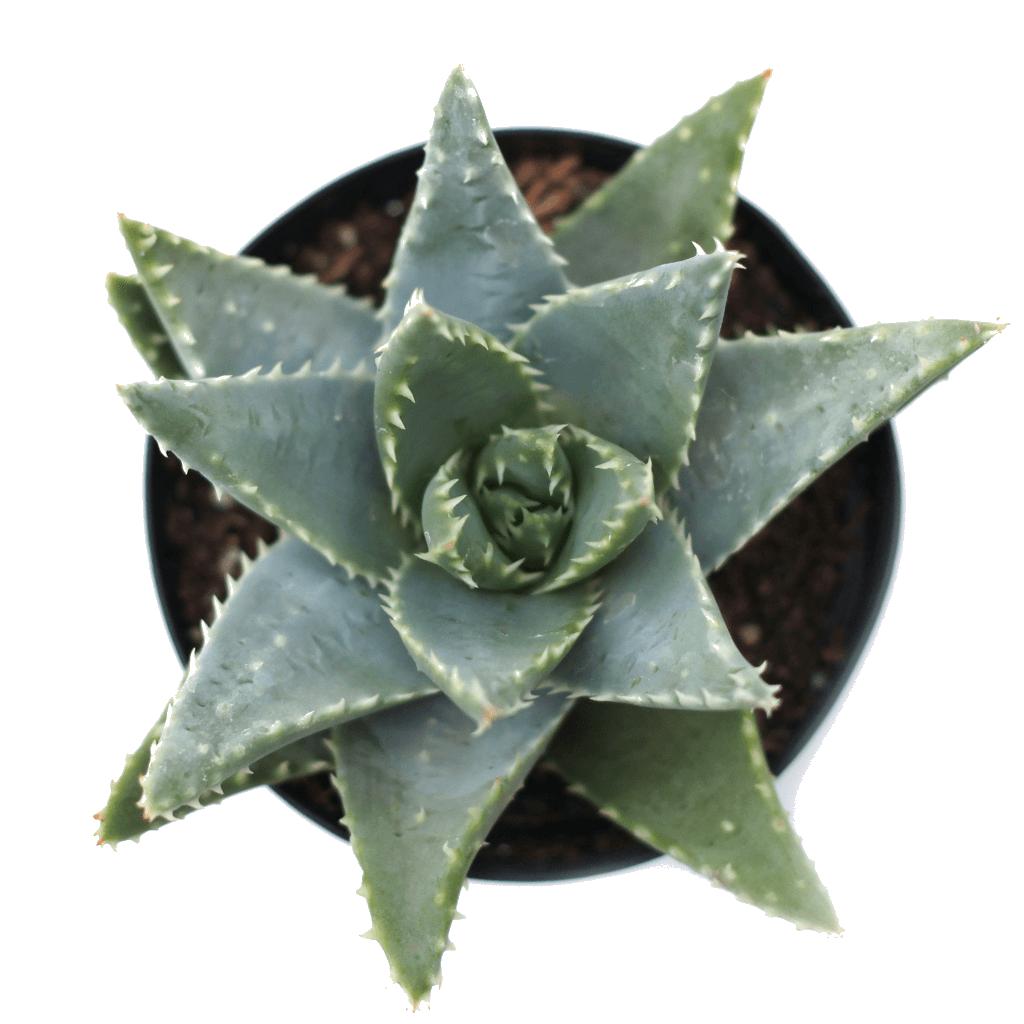 Aloe brevifolia - Short Leaved Aloe | Leaf & Clay®