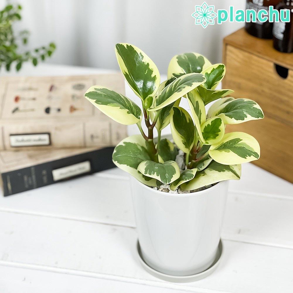 پپرومیا ابتوسیفولیا ابلق در فضای روشن