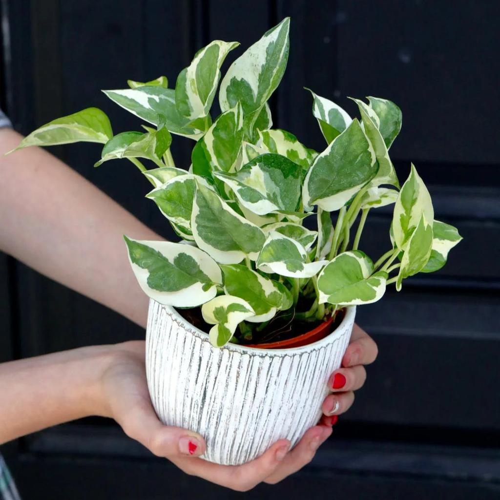 Live Pearls and Jade Pothos in a 4" Nursery Pot | Low Light Vining Hou – PlantVers Houseplants