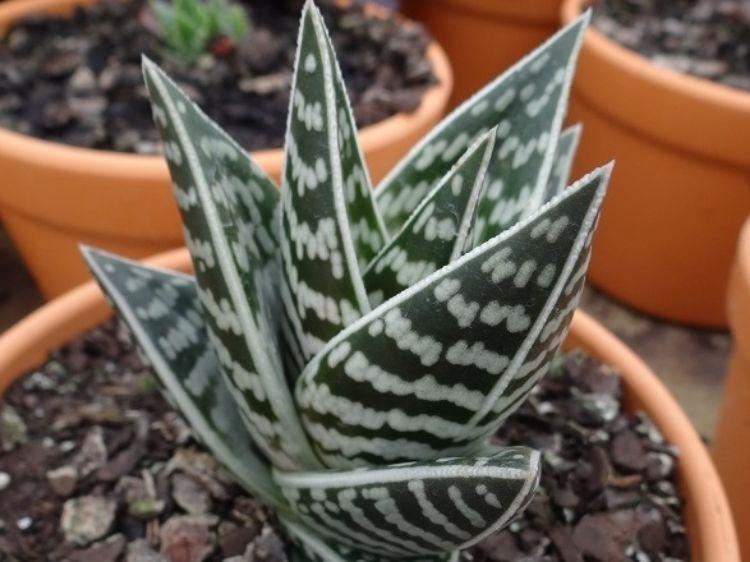 Aloe variegata Gator | Wholesale Nursery - Nurseries in Melbourne & Brisbane | Plantmark