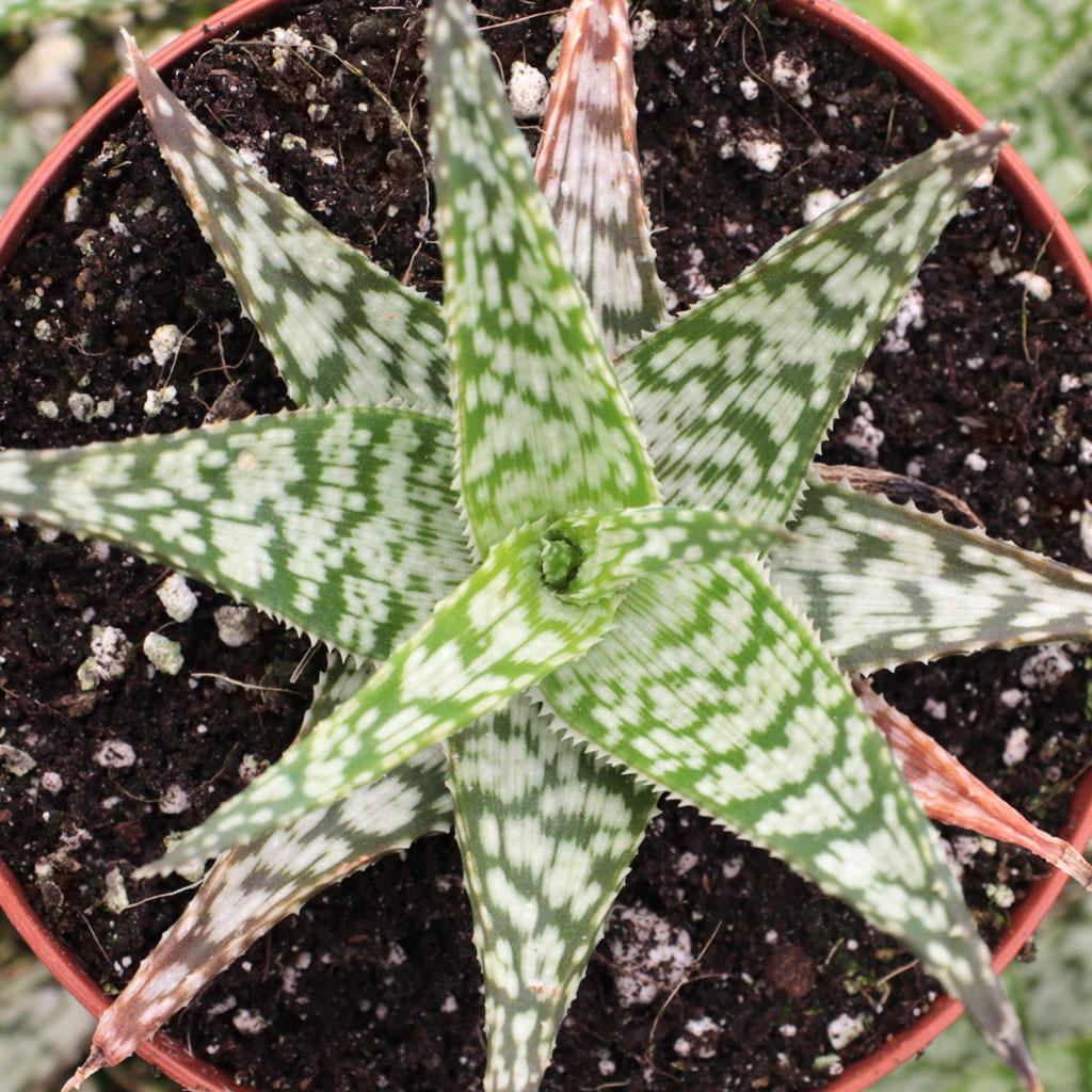 Aloe rauhii - Snowflake Aloe - Mountain Crest Gardens