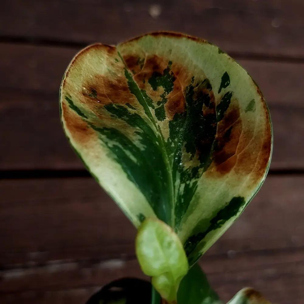 Brown Patches on my Peperomia obtusifolia!