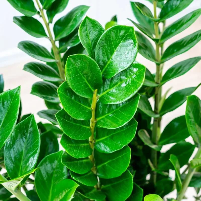 Zamioculcas zamiifolia ~ 120cm  - Sklep z roślinami CocaFlora