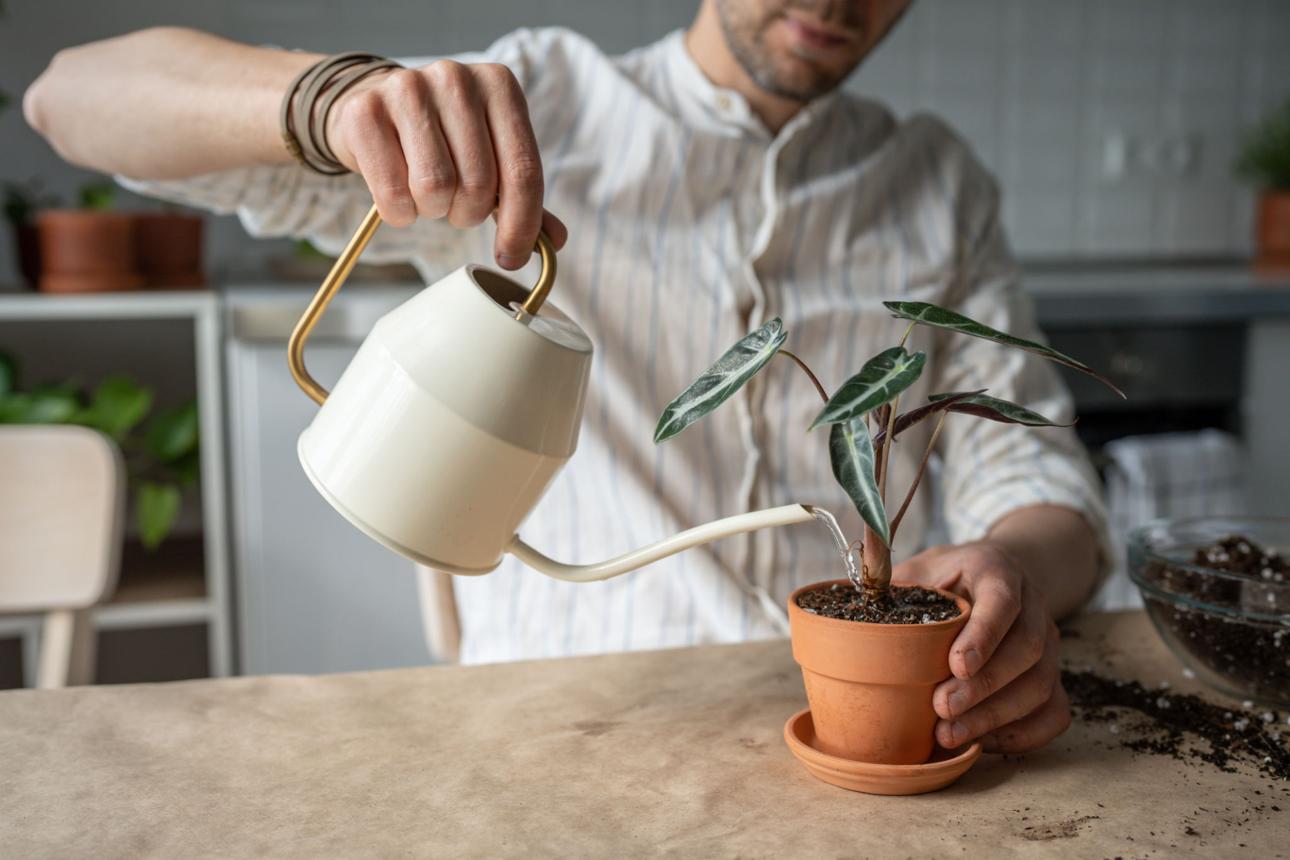 Gardener waters houseplant in pot from watering can sitting at table with scattered black soil