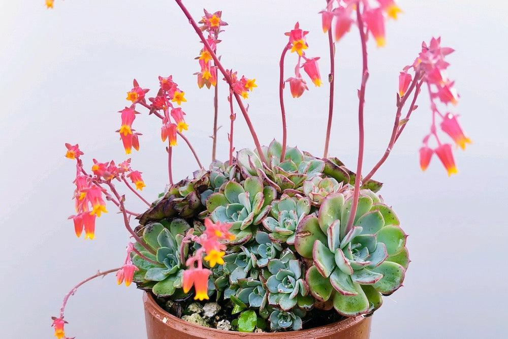 【かわいい花が咲く多肉植物の種類】花が咲いたらどうする?
