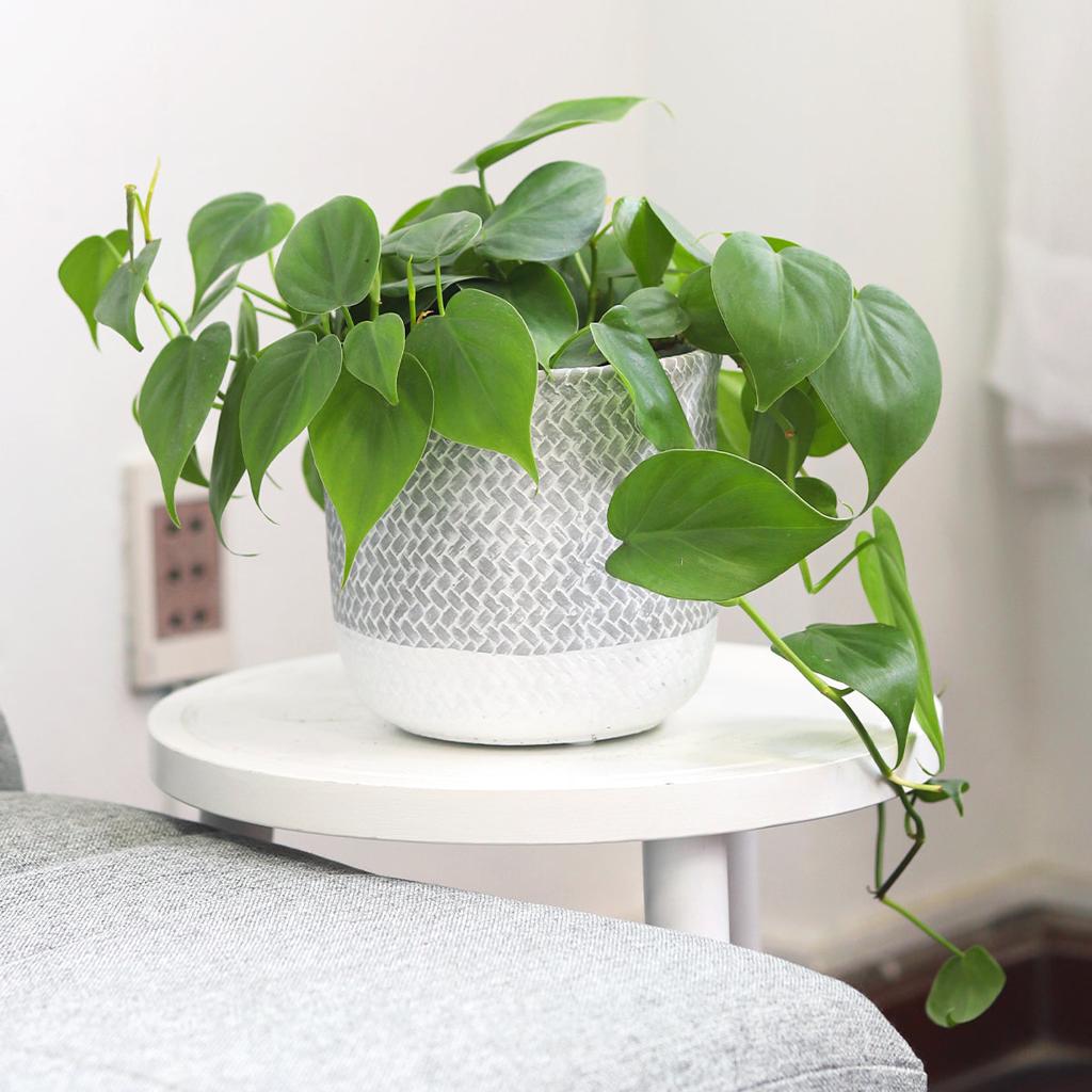 6 inch Reed Grey Round Cement Planter - Plant Pot with Drainage Hole - Succulents Box
