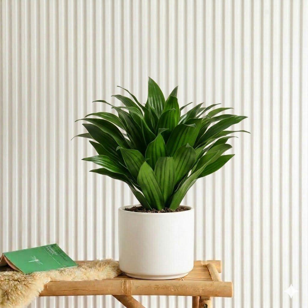 Dracaena Compacta | Dubai Top Plants! — Greensouq
