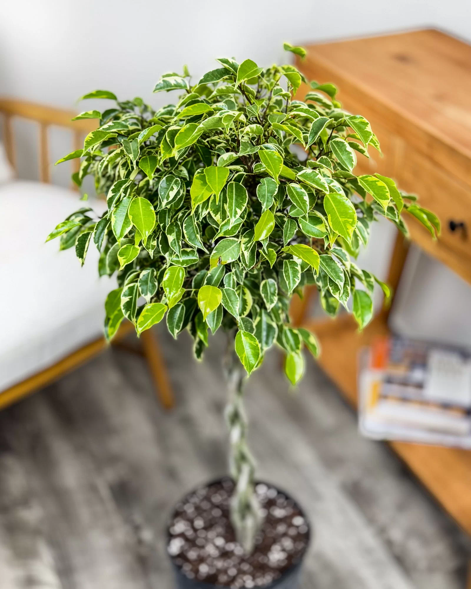 فیکوس بنجامین Variegata