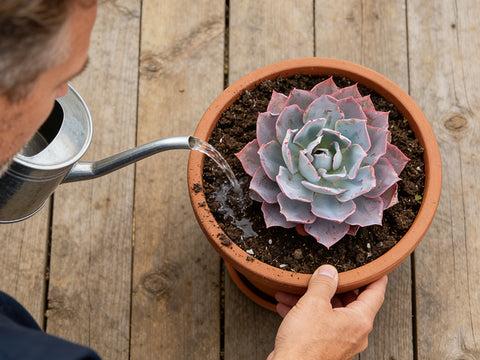 The Neon Queen: A Professional Guide to Caring for Echeveria 'Afterglow' | THE NEXT GARDENER – Thenextgardener