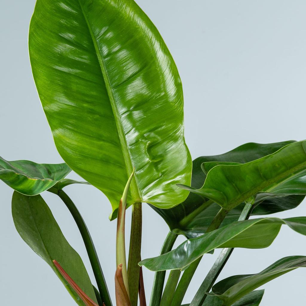 Philodendron 'Imperial Green' L