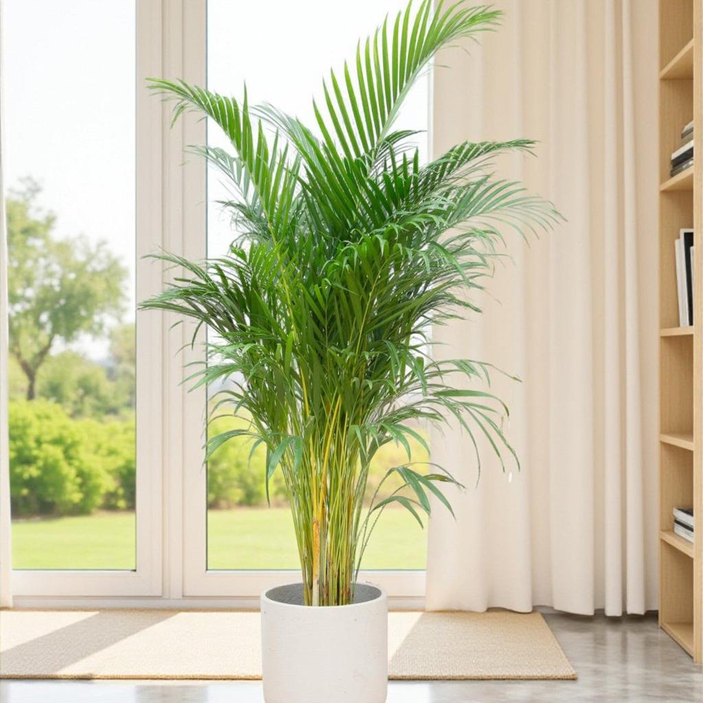 Palmier Areca - Élégance tropicale et air purifié - La Green Touch