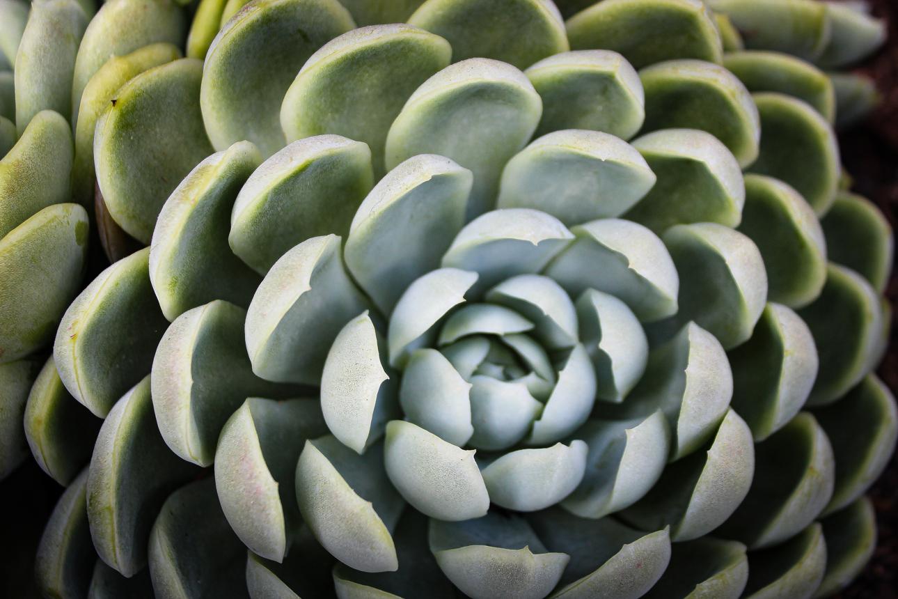 macro close-up of succulent. Echeveria elegans cultivar. Fibonacci sequence in nature. Symmetry.