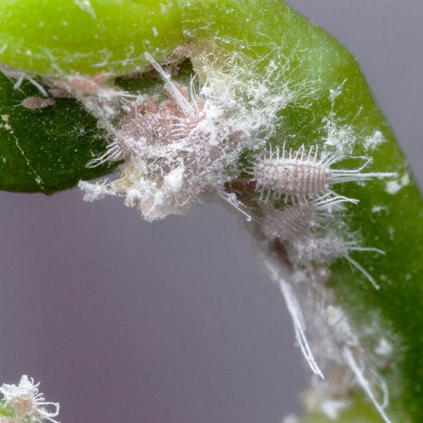 Pest Control - Mealybugs
– Zen Botanicals & Gift Shop