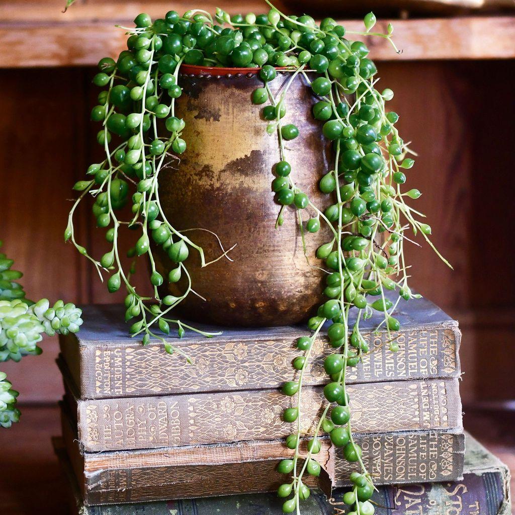 String of Pearls برای دکور داخلی
