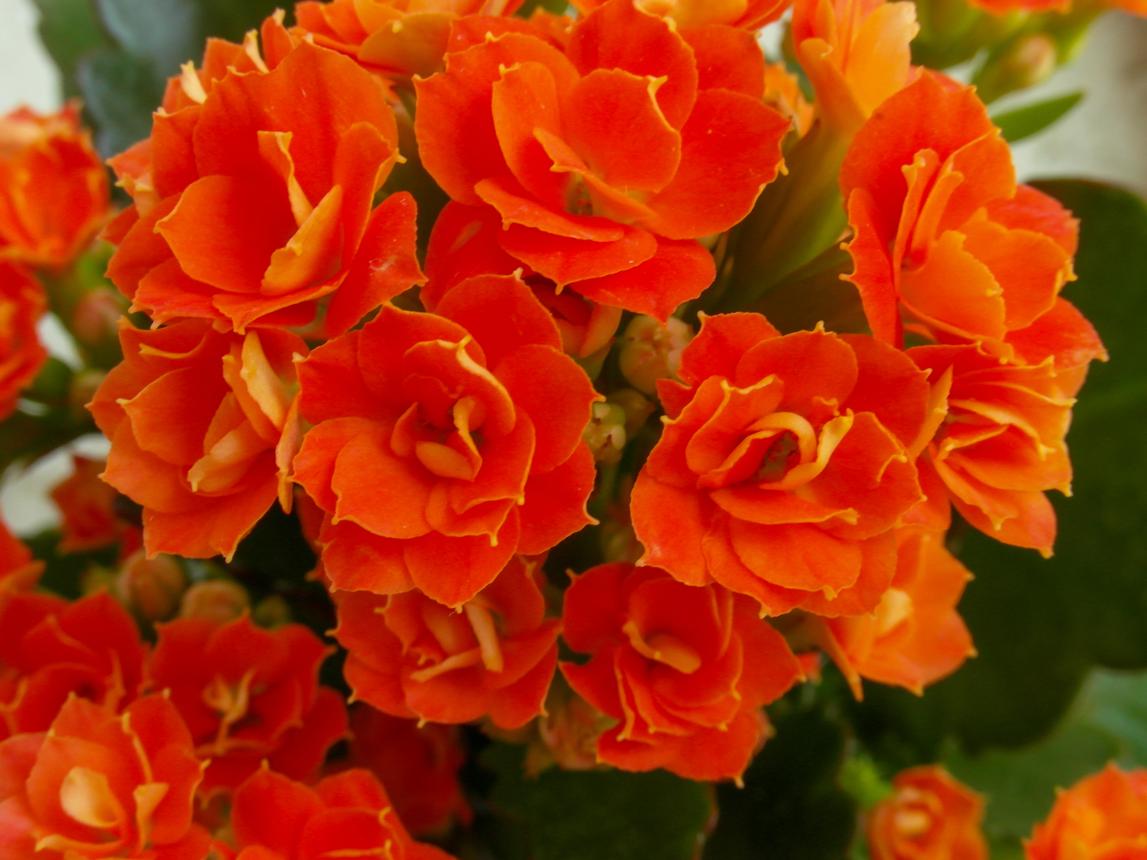 Orange flaming katy (Kalanchoe blossfeldiana) macro flower detail