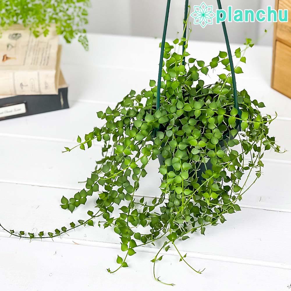دیسکیدیا روسکیفولیا با قلبهای سبز ریز روی ساقهها