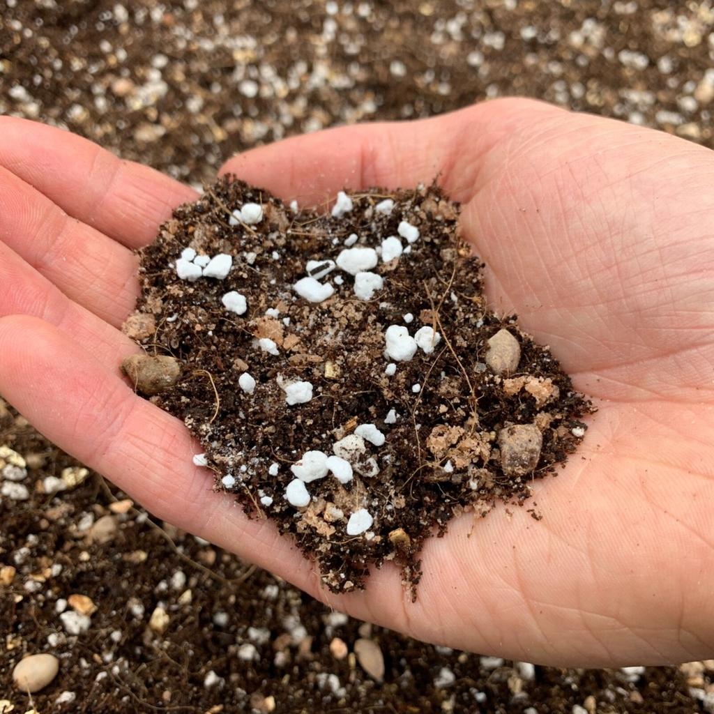 INDOOR PALM TREE Soil Mix (Pest-Free Potting Compost Kentia Parlour Areca Howea)  | eBay UK