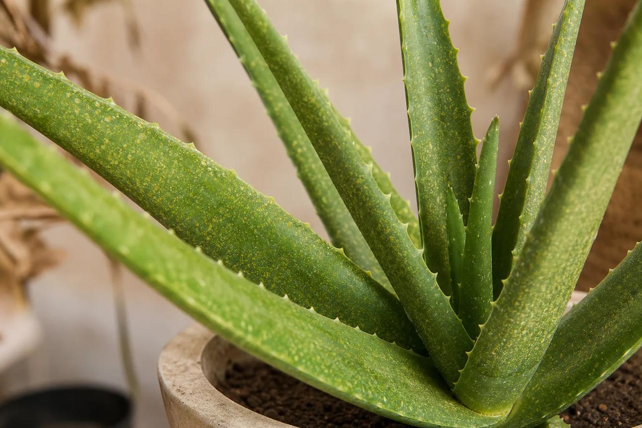 Spider Mites on Aloe Vera: Causes, Checks & Fixes | LeafyPixels