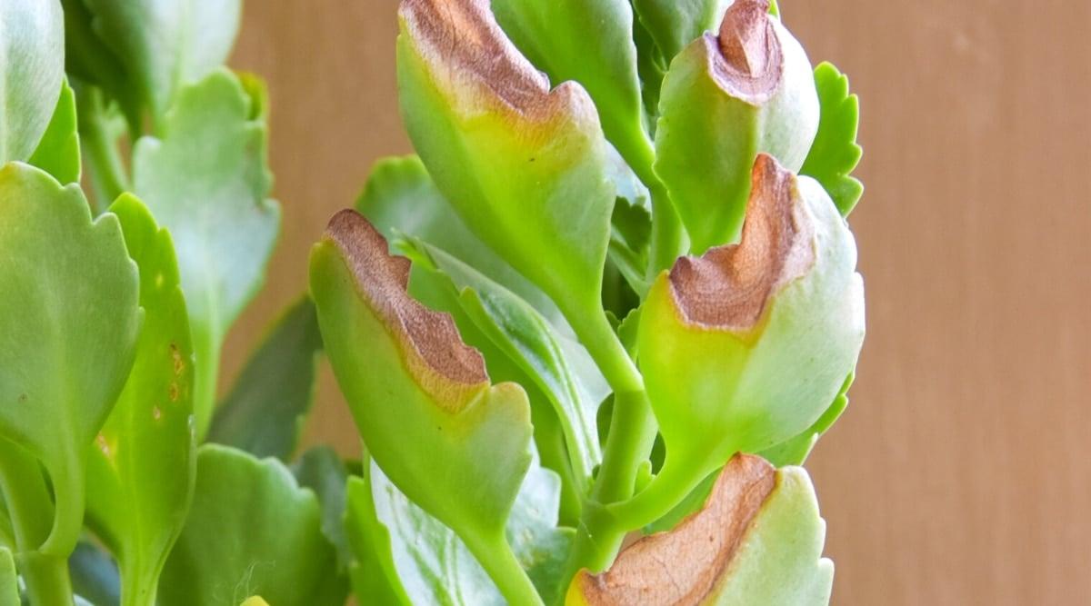 How to Grow and Care For Kalanchoe Blossfeldiana