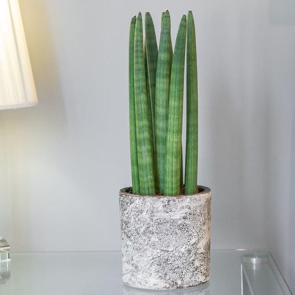Buy Sansevieria cylindrica Straight | Snake Plant Sansevieria cylindrica Straight: £22.99 Delivery by Primrose