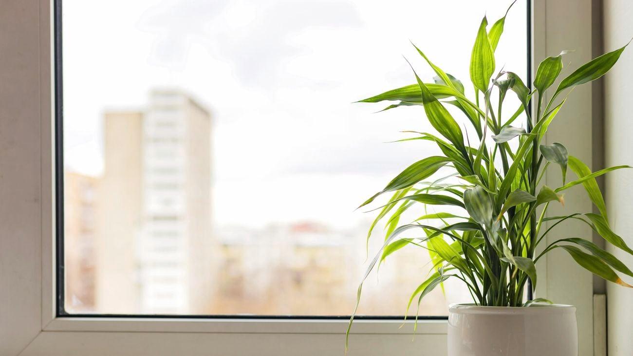 How To Grow And Care For Lucky Bamboo - Bunnings Australia