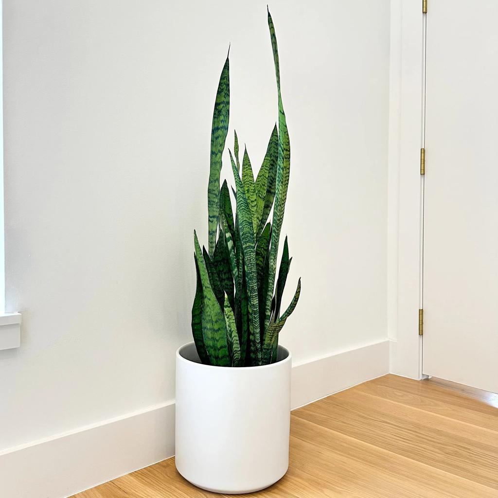 Snake Plant 'Zeylanica' | Air Purifying and Low-Maintenance Houseplant – Simply Trees