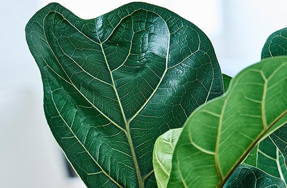 Ficus Lyrata - Violinfigen | Lær alt om gødning og plantepleje ✓
– PottePlanten.dk