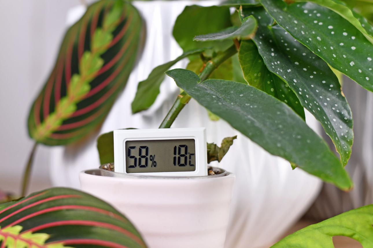 Hygrometer and thermometer device to measure humidity and temperature for houseplants