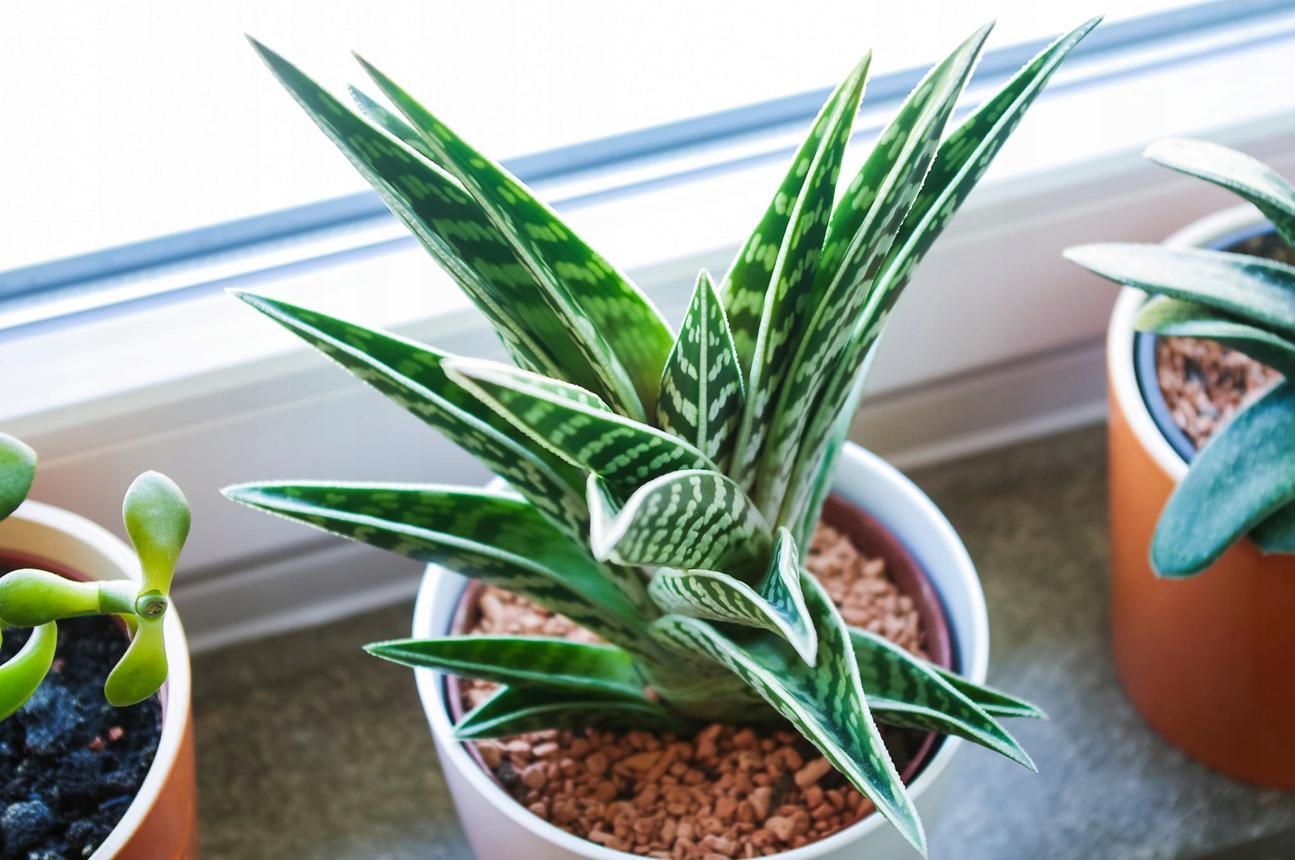 Aloes VARIAGATA sadzonka w pojemniku do 0,5l (5907701913897) • Cena, Opinie • Rośliny doniczkowe 17787996228 • Allegro