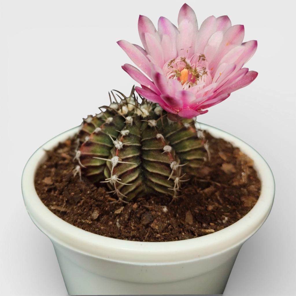 Gymnocalycium LB Mihanovichii | 51–63mm Diameter | Frek