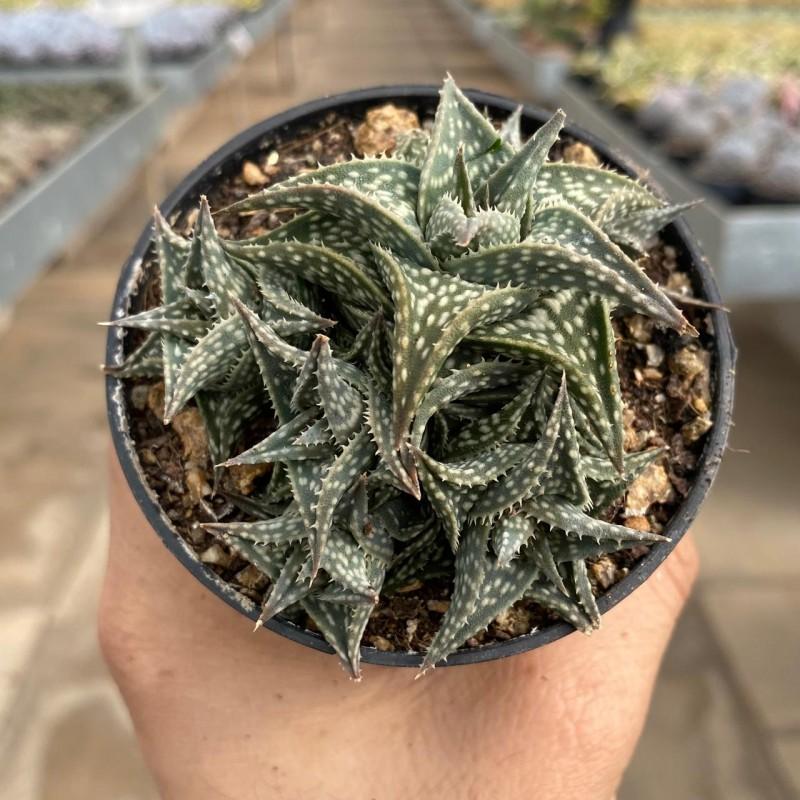 Aloe - Coleção - Produtos - Cactário Horst