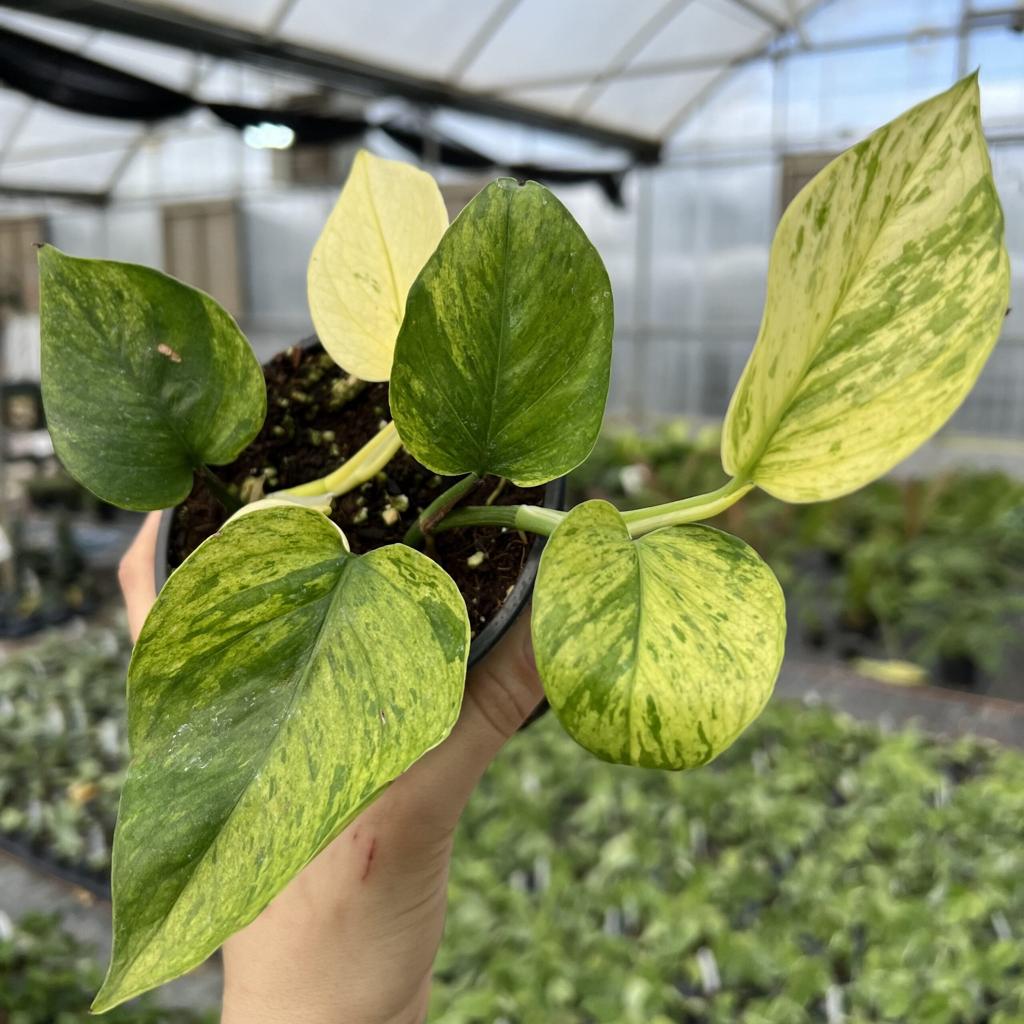 Epipremnum 'Jessenia' - Variegated Pothos (4.5" Pot) | Little Prince of Oregon Nursery
