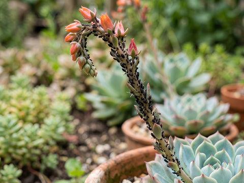 15 Gorgeous Succulent Varieties That Are Prone to Perishing in Summer | THE NEXT GARDENER – Thenextgardener
