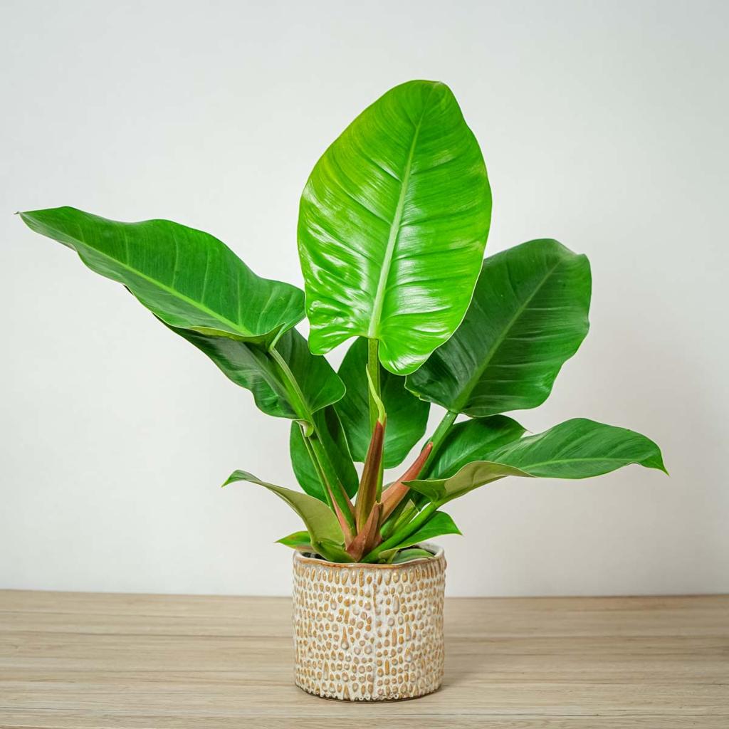 FILODENDRO IMPERIAL VERDE (Philodendron Imperial Green) - P17 20cm - Rebrotar Plantas