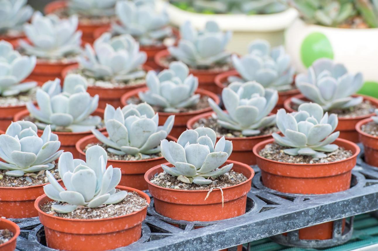Echeveria