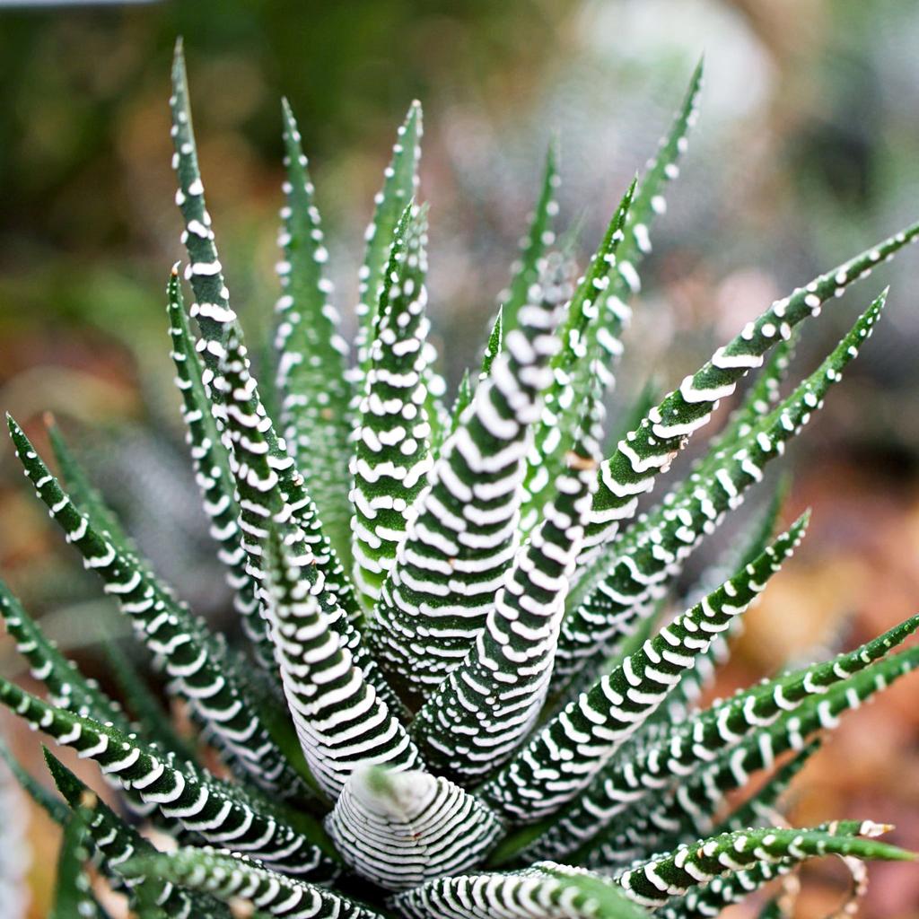 Zebra Succulent (Haworthiopsis fasciata) – Easy-Care, Striking Indoor Plant