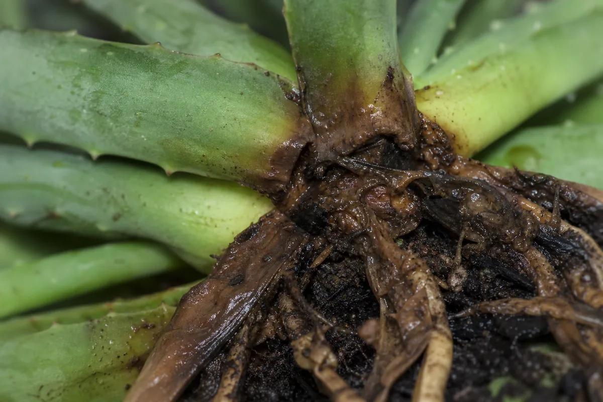 Root Rot on Aloe Vera: Crown vs. Pup Salvage Guide | LeafyPixels