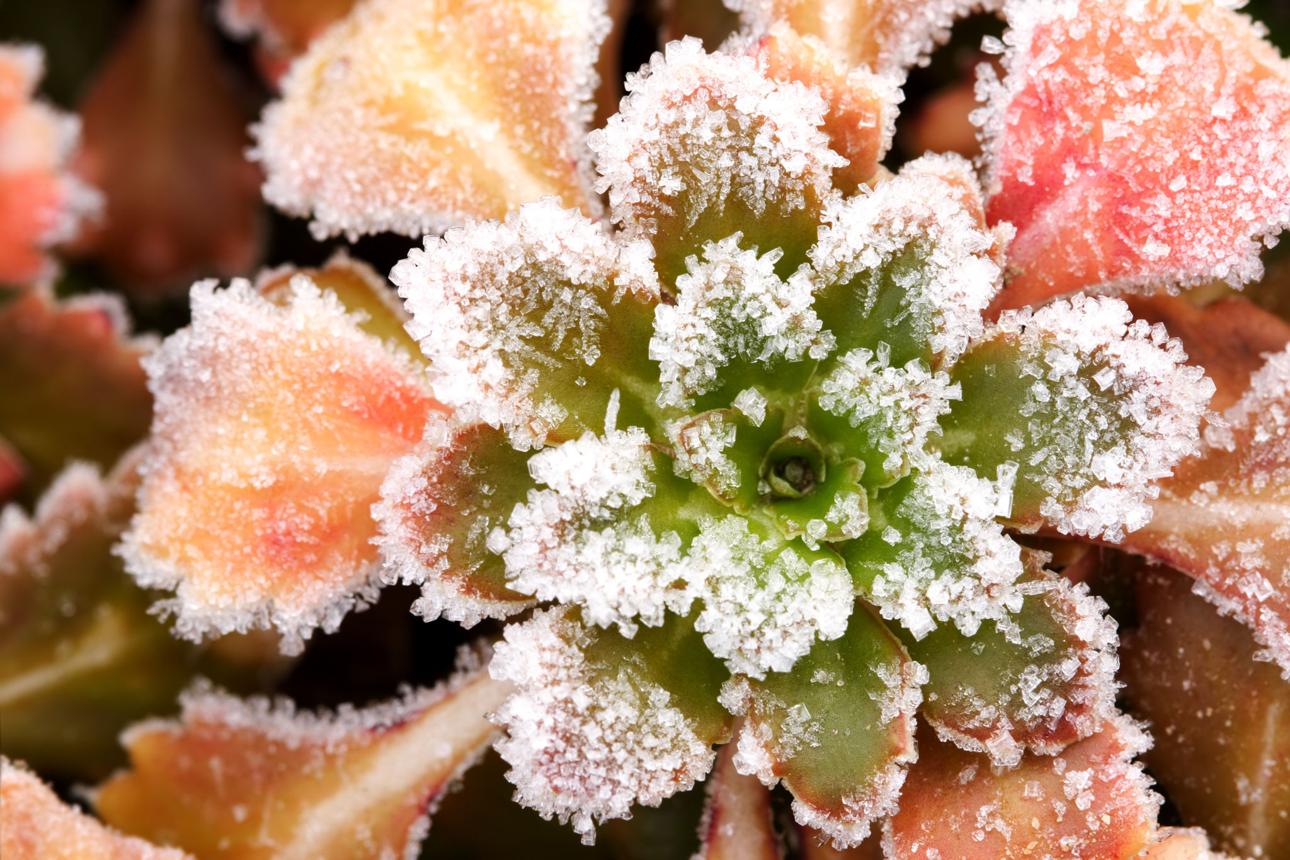 Frost