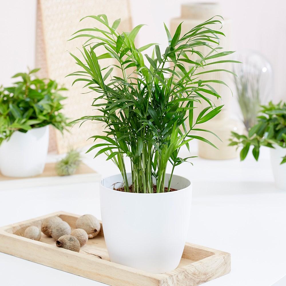 Buy Chamaedorea elegans | Parlour Palm or Dwarf Mountain Palm Chamaedorea elegans: £5.99 Delivery by Primrose