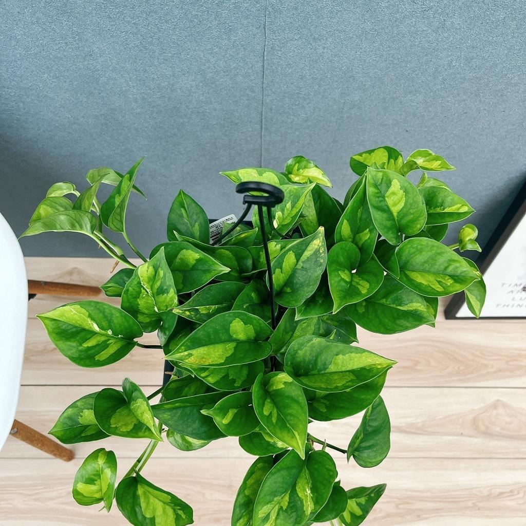 ［現品］【新品種】3番　ポトス　グローバルグリーン　5号　観葉植物　斑入り　おしゃれ　吊り下げ　ハンギング | PF green☆【観葉植物/鉢苗/インテリア販売】