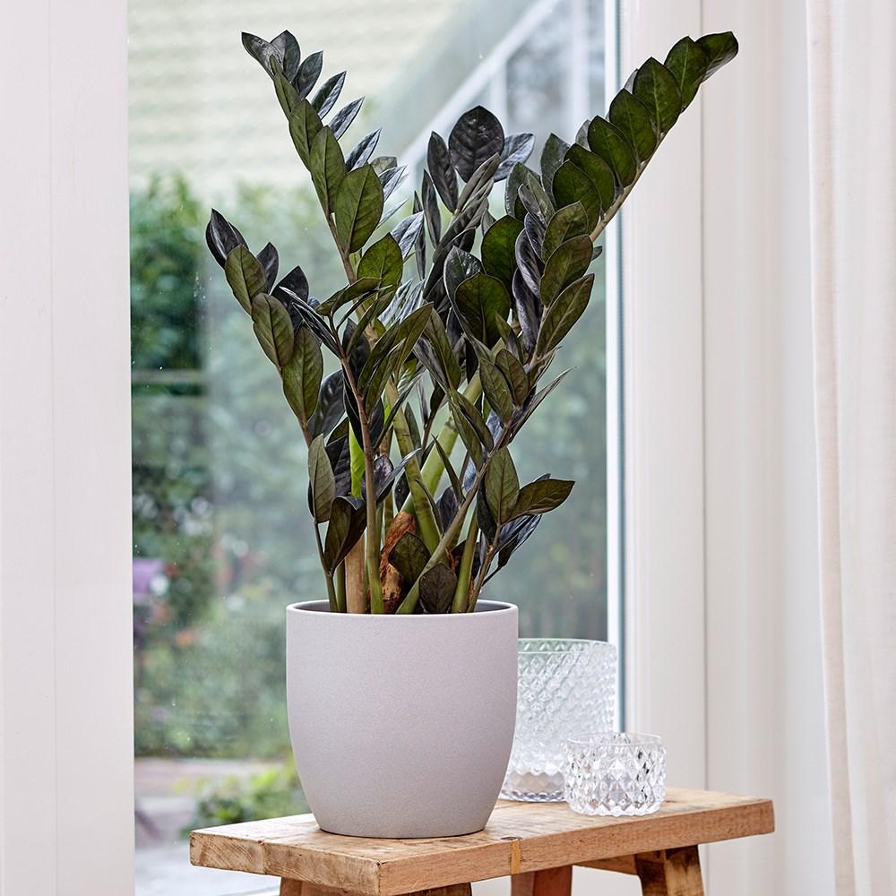 Buy Zamioculcas Zamiifolia Raven | Black Fern Arum Zamioculcas zamiifolia Raven ('Dowon') (PBR): £24.99 Delivery by Primrose