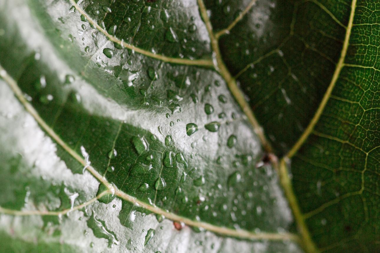 Fiddle Leaf Fig Tree Leaf with Drops of Water