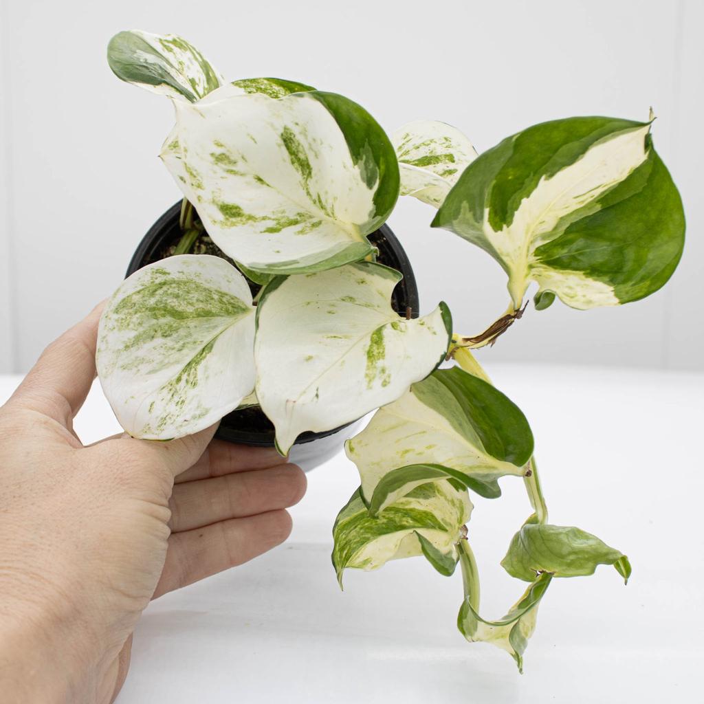 Happy Leaf Pothos, Manjula Pothos | Epipremnum aureum 'Manjula'
– The Groovy Plants Ranch LLC