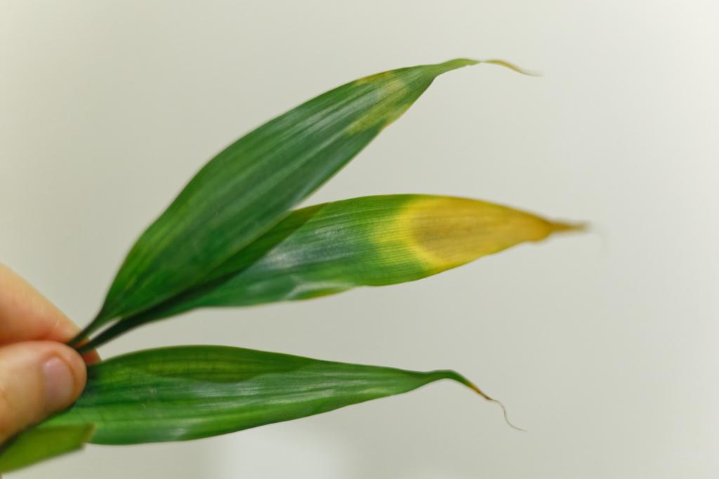 Which Indoor Plants Are Sensitive to Fluoride in Tap Water? – Deep Green Permaculture
