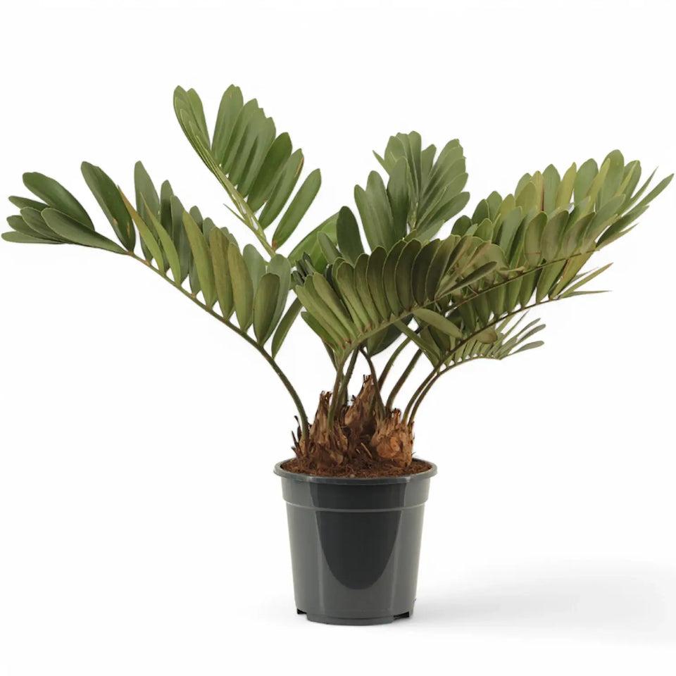 Zamia furfuracea – Fuzz-Textured Cardboard Palm