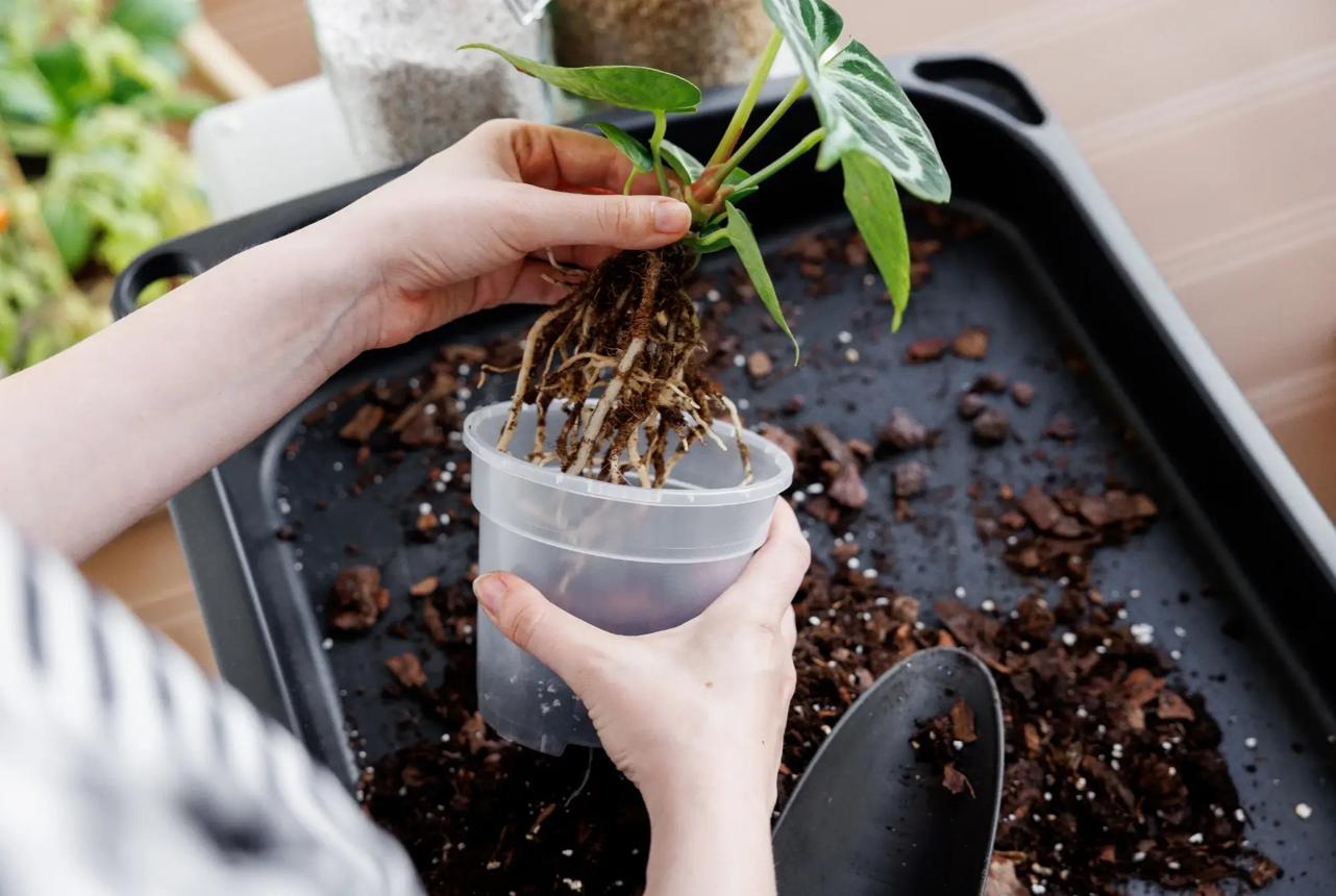 Aroid Substrates 101: Root-First Mixes for Anthurium, Philodendron & Co.