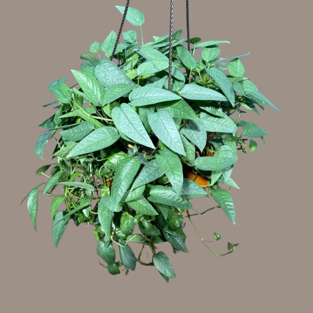 Epipremnum Pinnatum 'cebu Blue' Pothos in a 8" Hanging Basket | Rare Cebu Blue Epipremnum Pinnatum | Gift Houseplants - Etsy
