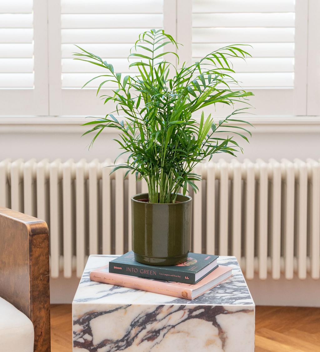Parlour Palm (Chamaedorea Elegans) | Elegant Indoor Plant with Graceful Arching Fronds